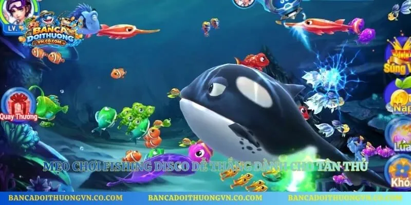 Mẹo chơi Fishing Disco dễ thắng dành cho tân thủ 